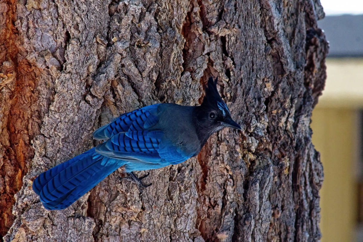 photo "Steller's jay" tags: nature, misc., wild animals bird