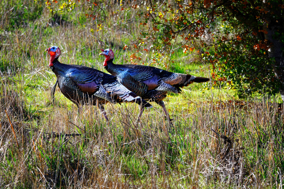 фото "Turkey" метки: природа, разное, wild animals bird