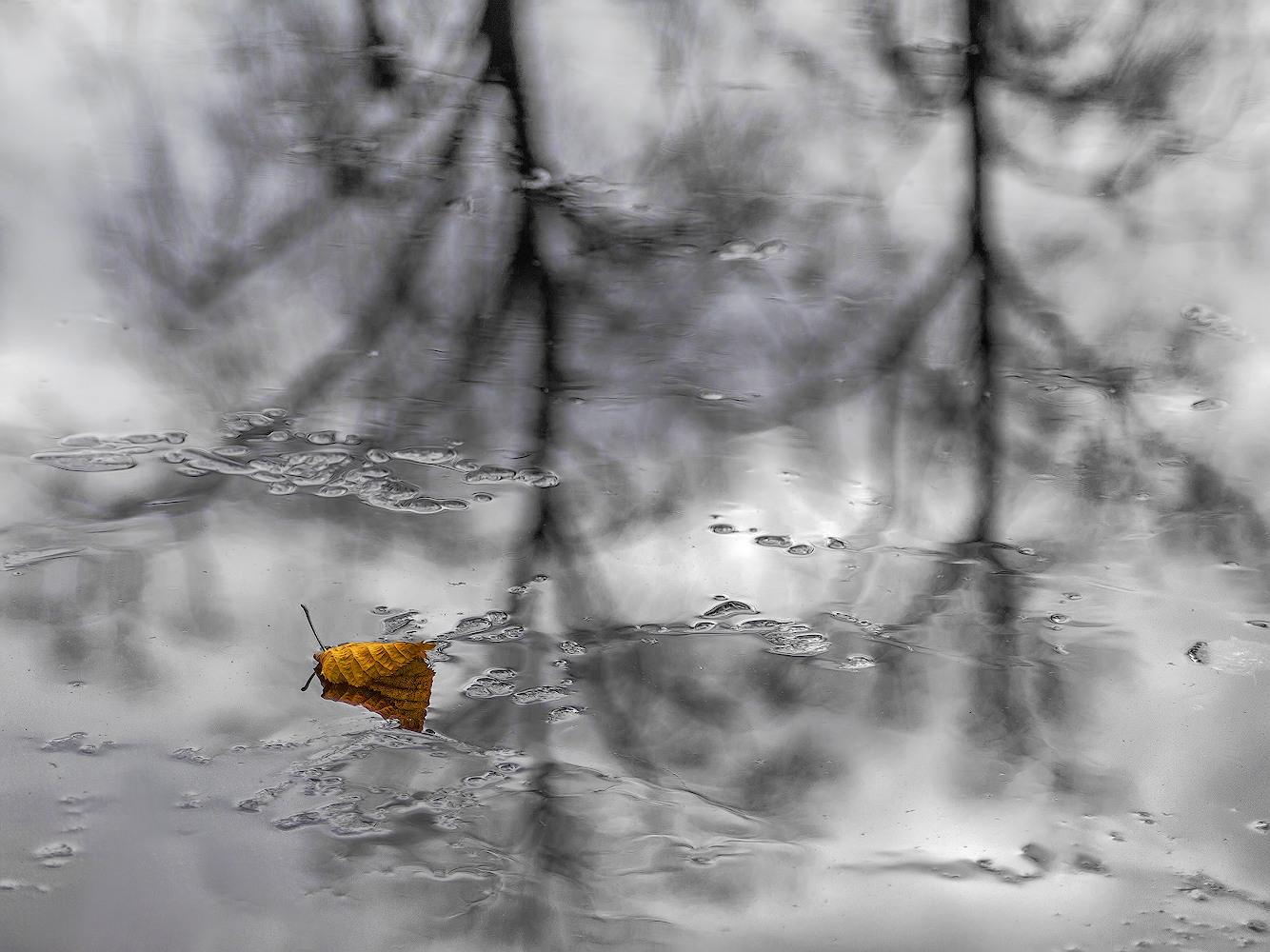 photo "***" tags: macro and close-up, nature, 