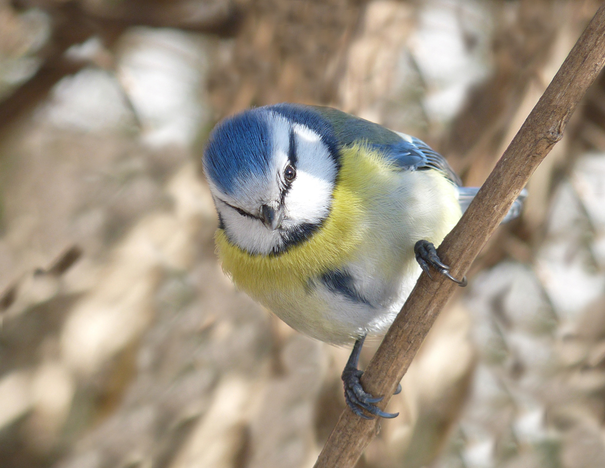 photo "***" tags: macro and close-up, wild animals