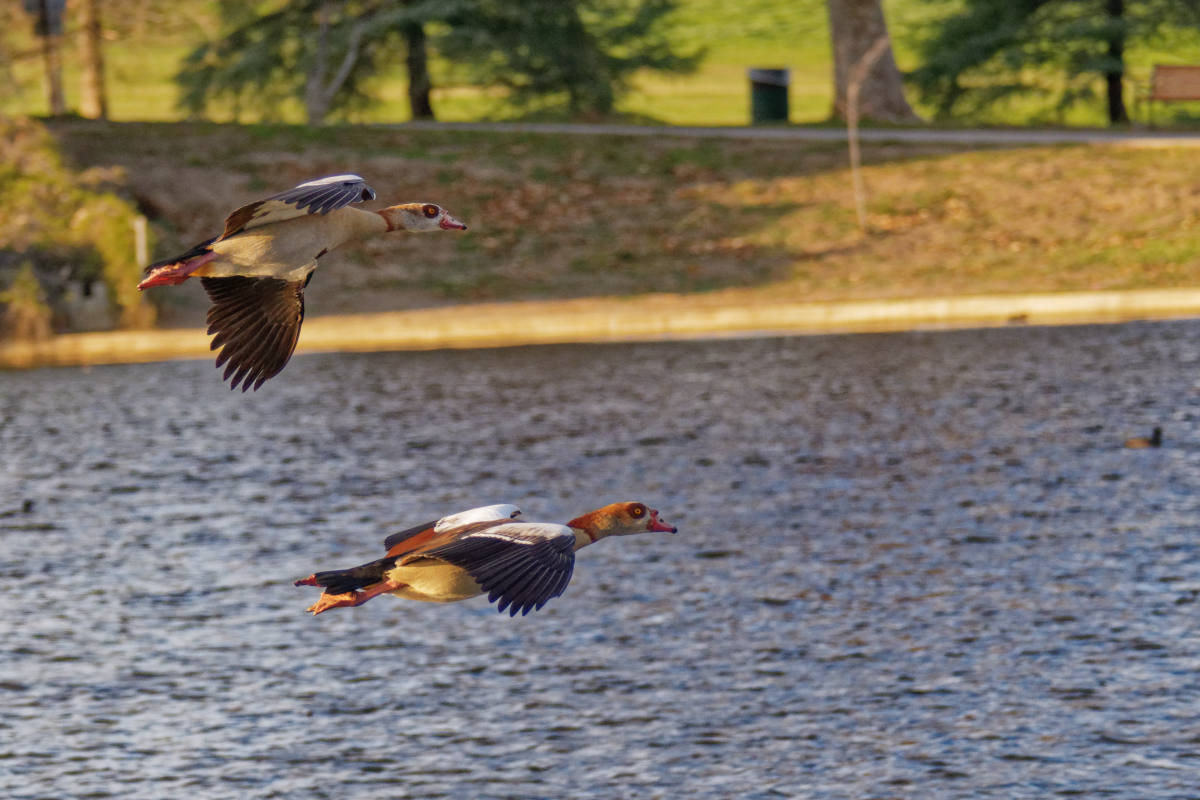 photo "Egyptian Goose" tags: nature, misc., wild animals bird