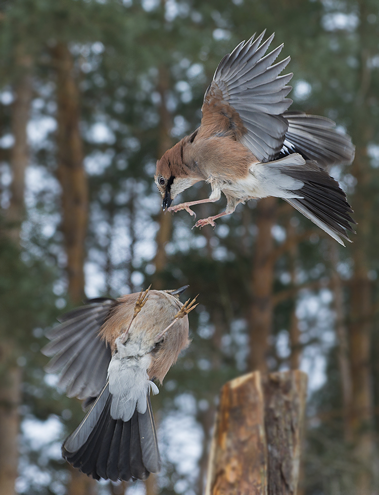 фото "Воздушный бой" метки: природа, птицы