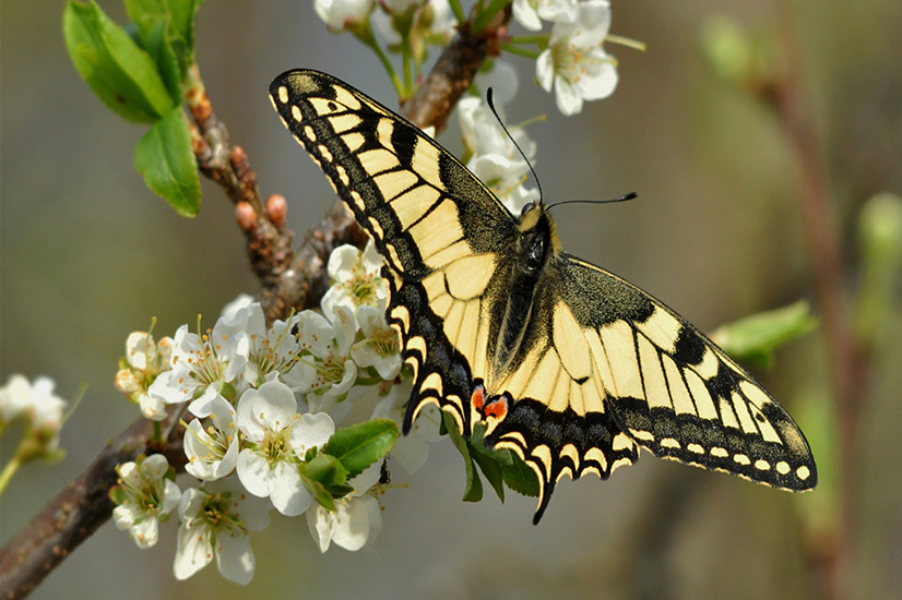 photo "***" tags: macro and close-up, бабочки