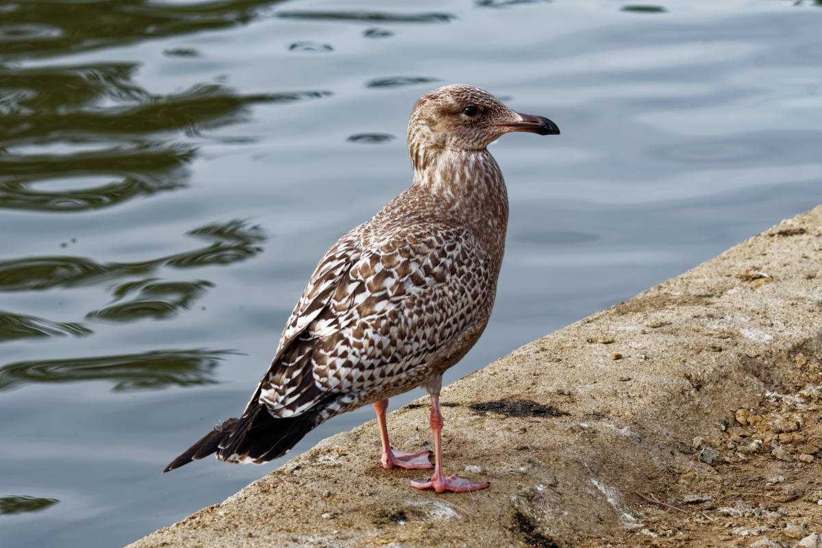 photo "American Herring Gull" tags: nature, misc., wild animals bird