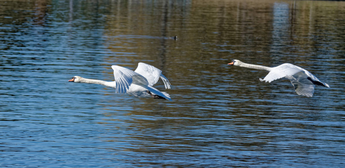 фото "Swan" метки: природа, разное, wild animals bird