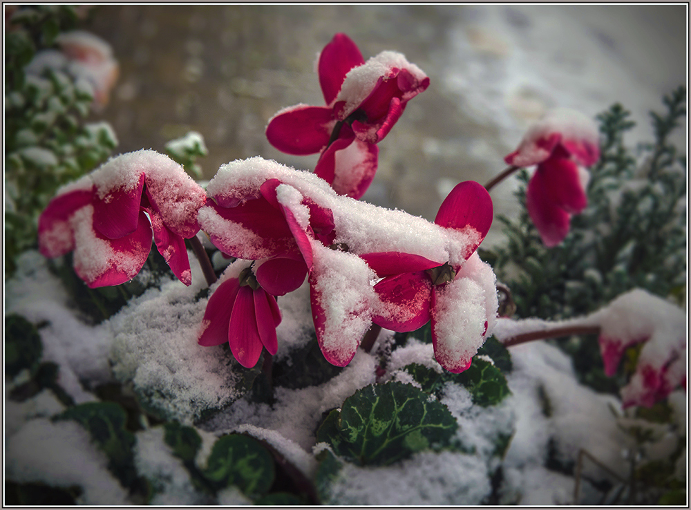 photo "***" tags: macro and close-up, 