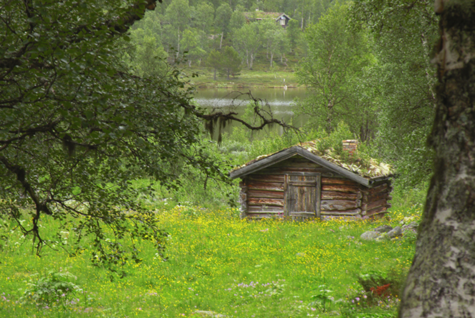 photo "*  *  *" tags: travel, forest, summer