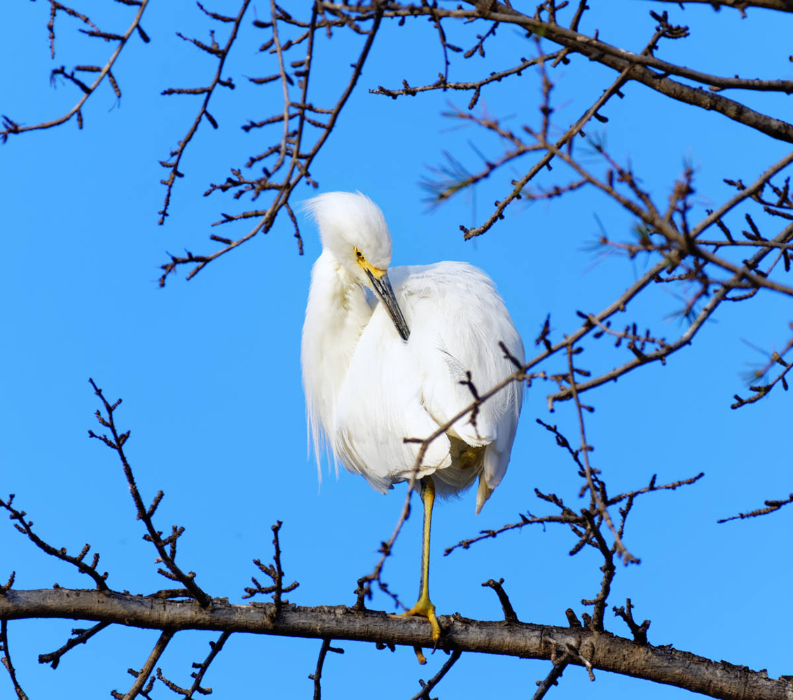 photo "Great Egret" tags: nature, misc., wild animals bird