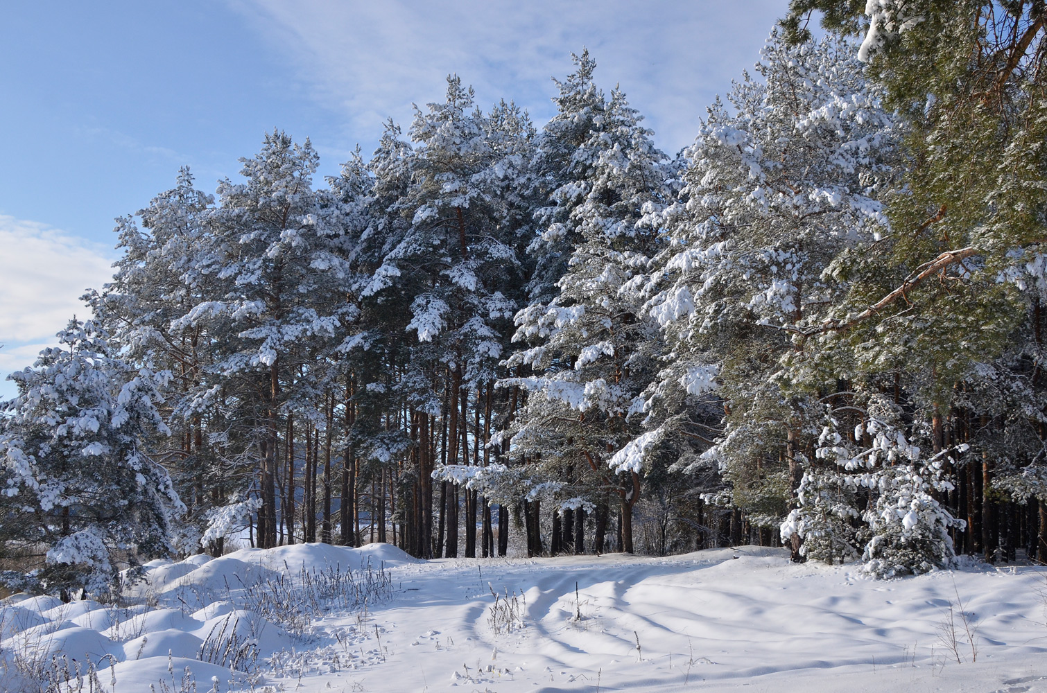 photo "***" tags: landscape, forest, sky, snow, winter, сосны