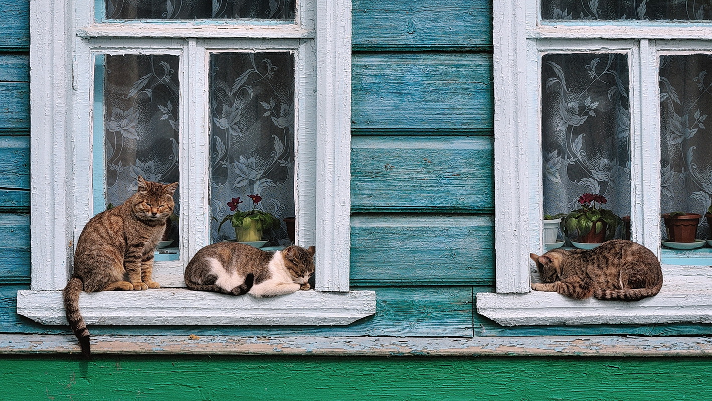 фото "Сонное царство" метки: стрит-фото, юмор, город, домашние животные, кошки, окна, подоконник, сон