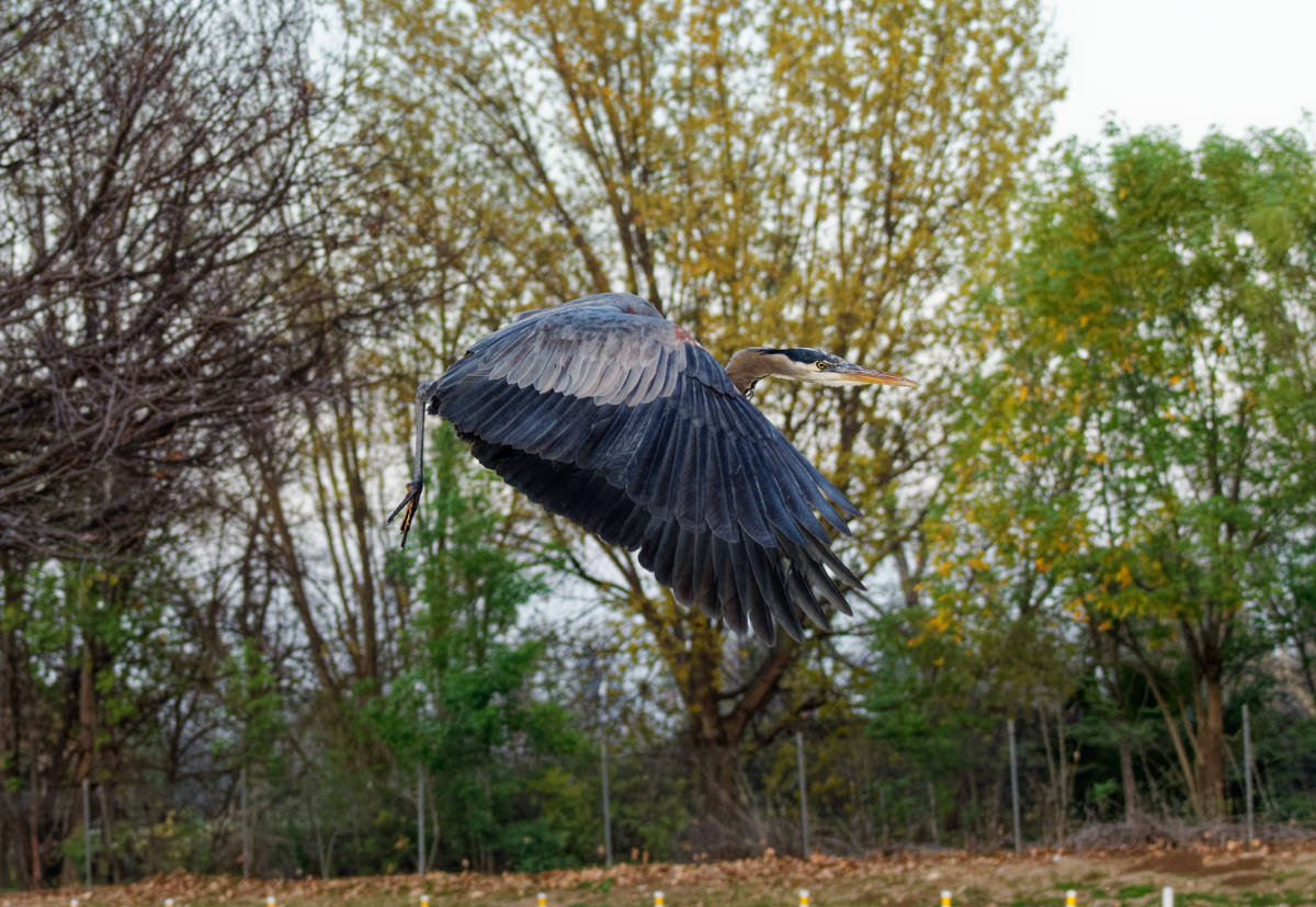 photo "Great blue heron" tags: nature, misc., wild animals bird