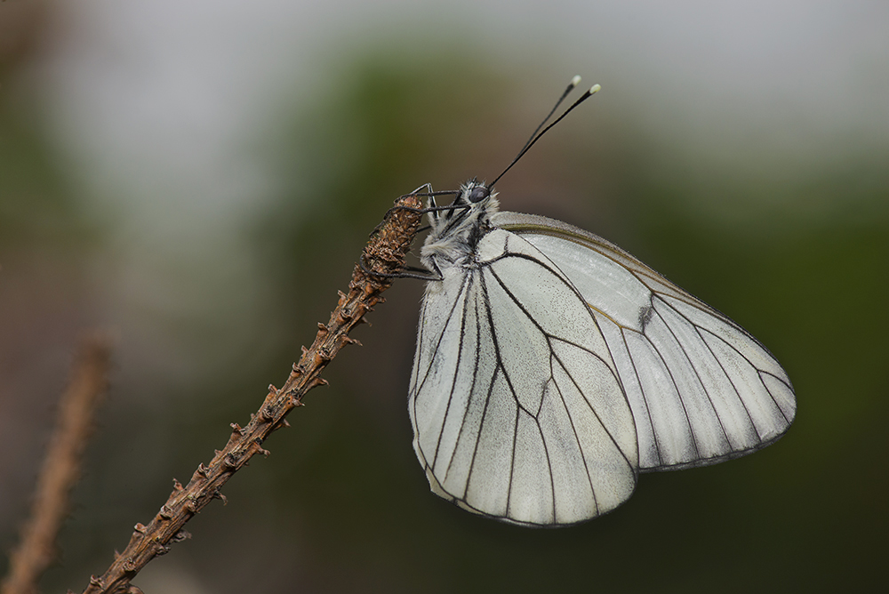 photo "***" tags: macro and close-up, бабочки