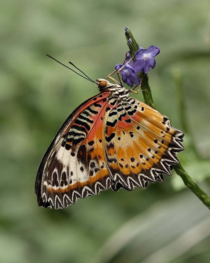 фото "Cethosia cyane" метки: макро и крупный план, 