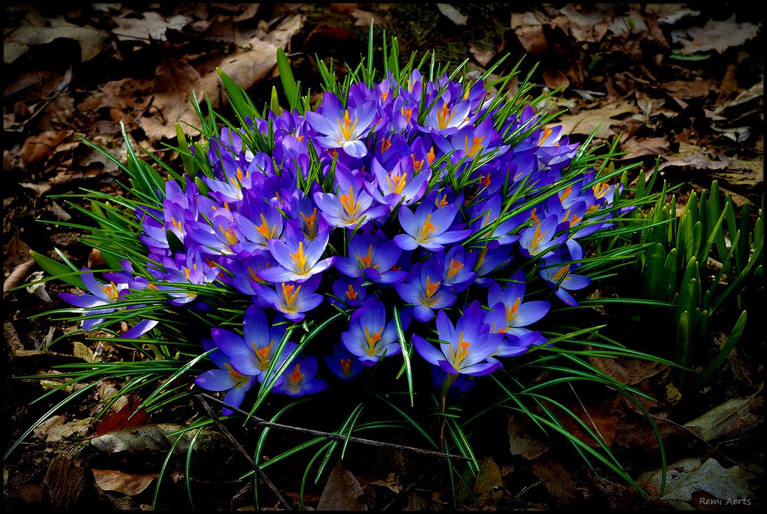 фото "***" метки: природа, фрагмент, 