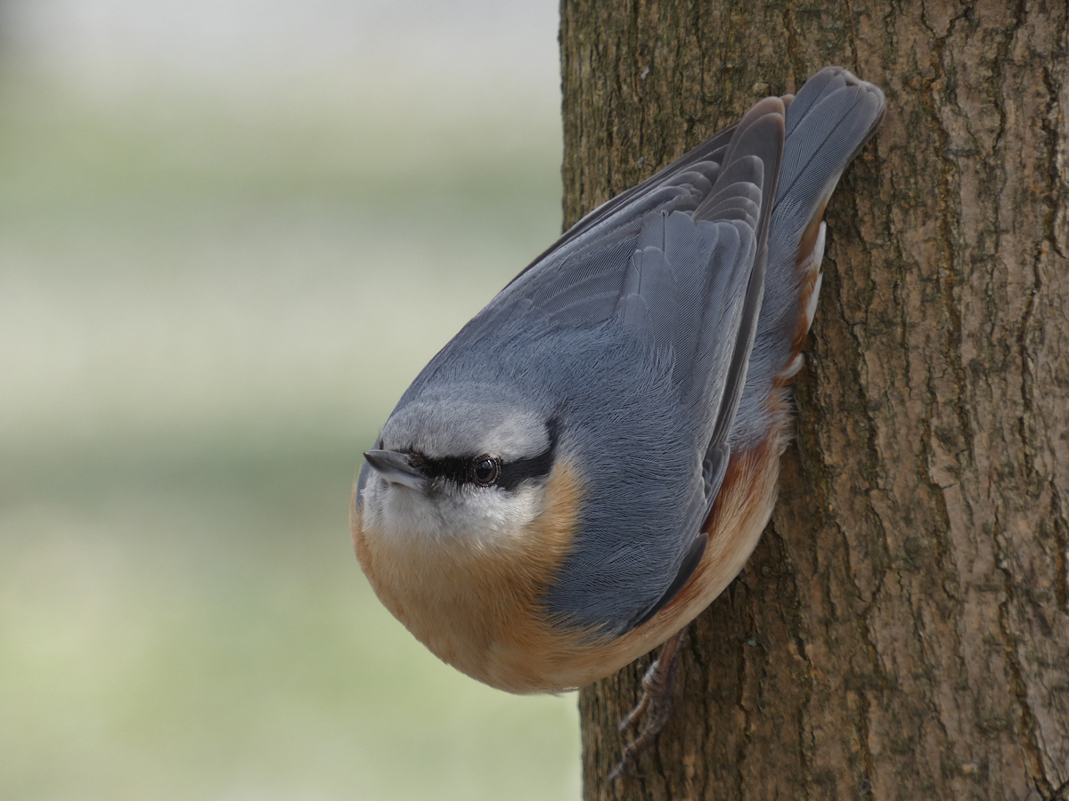 photo "***" tags: macro and close-up, wild animals