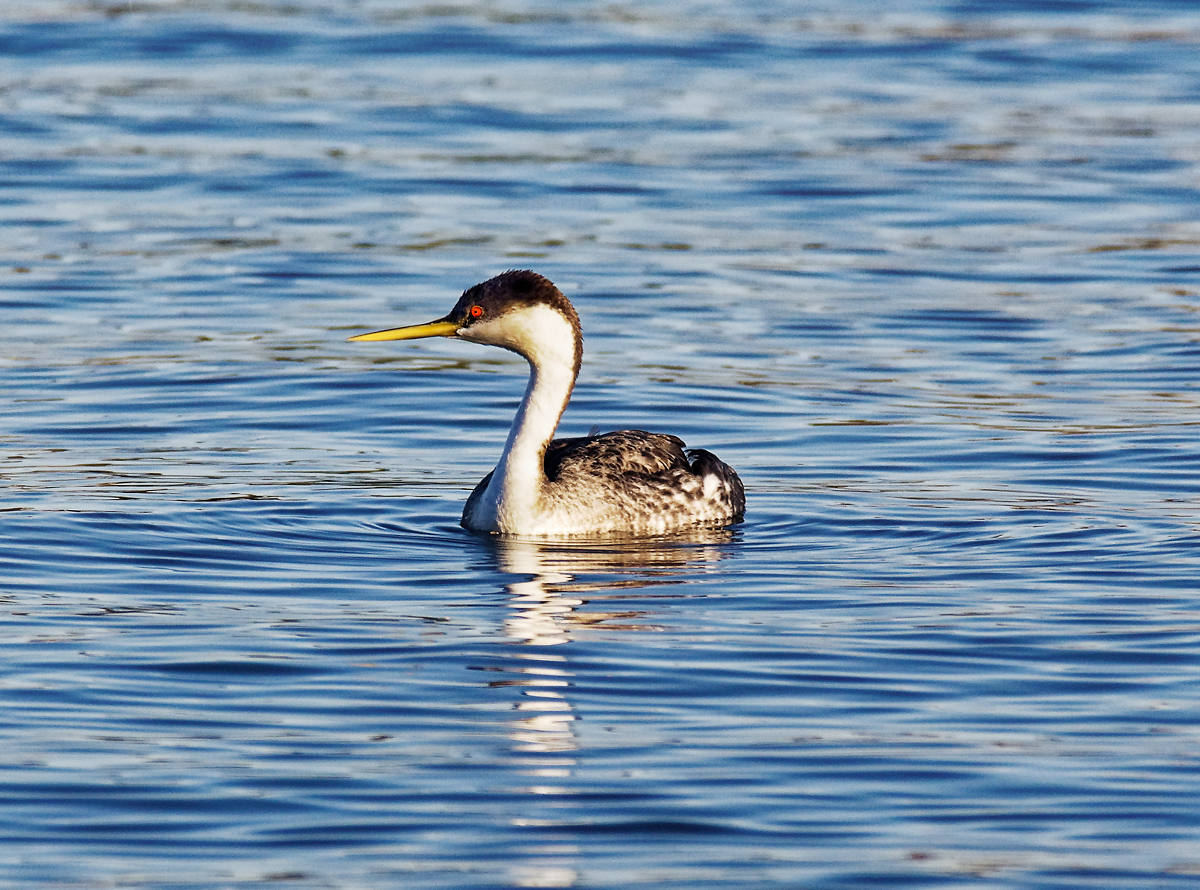 фото "Western Grebe" метки: природа, портрет, разное, wild animals bird