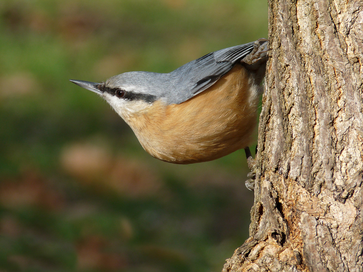 photo "***" tags: macro and close-up, wild animals