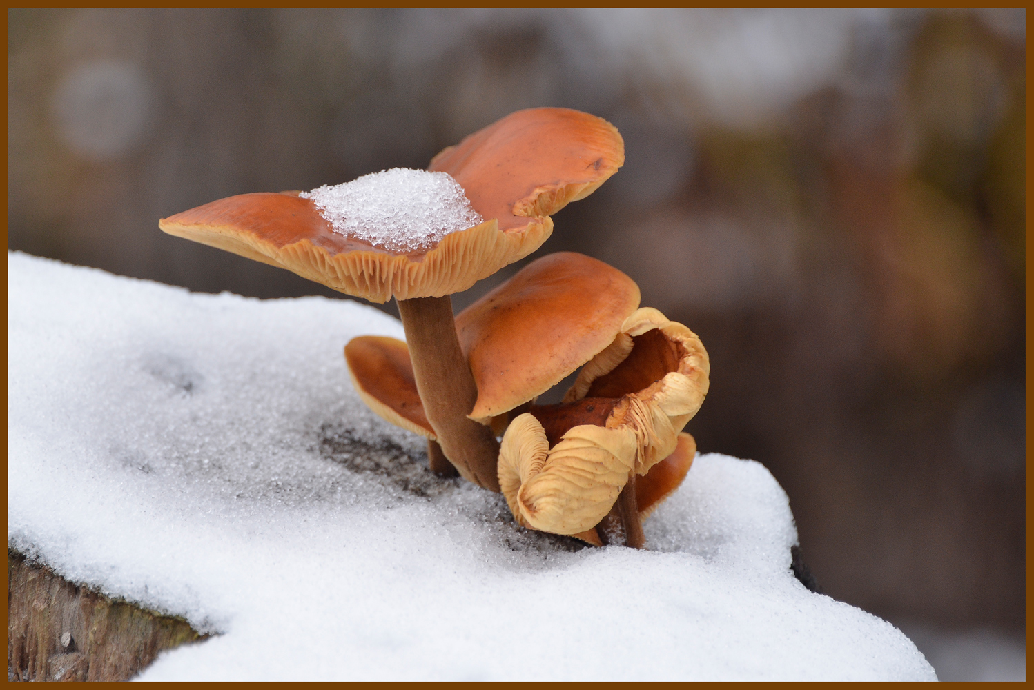 photo "***" tags: nature, forest, snow, spring, winter, грибы