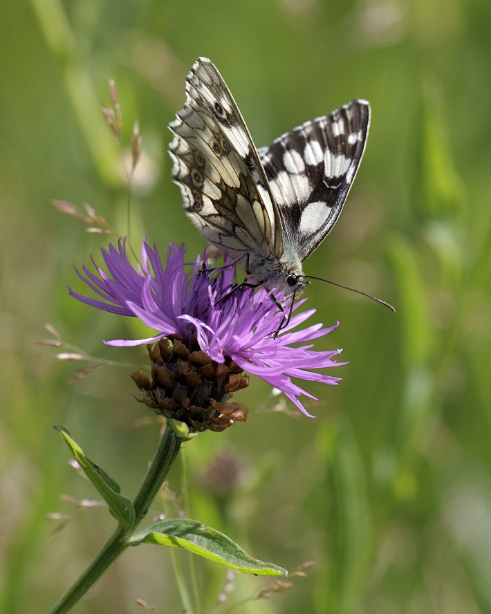 photo "***" tags: macro and close-up, 