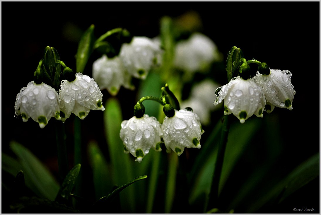 photo "***" tags: nature, macro and close-up, fragment, 