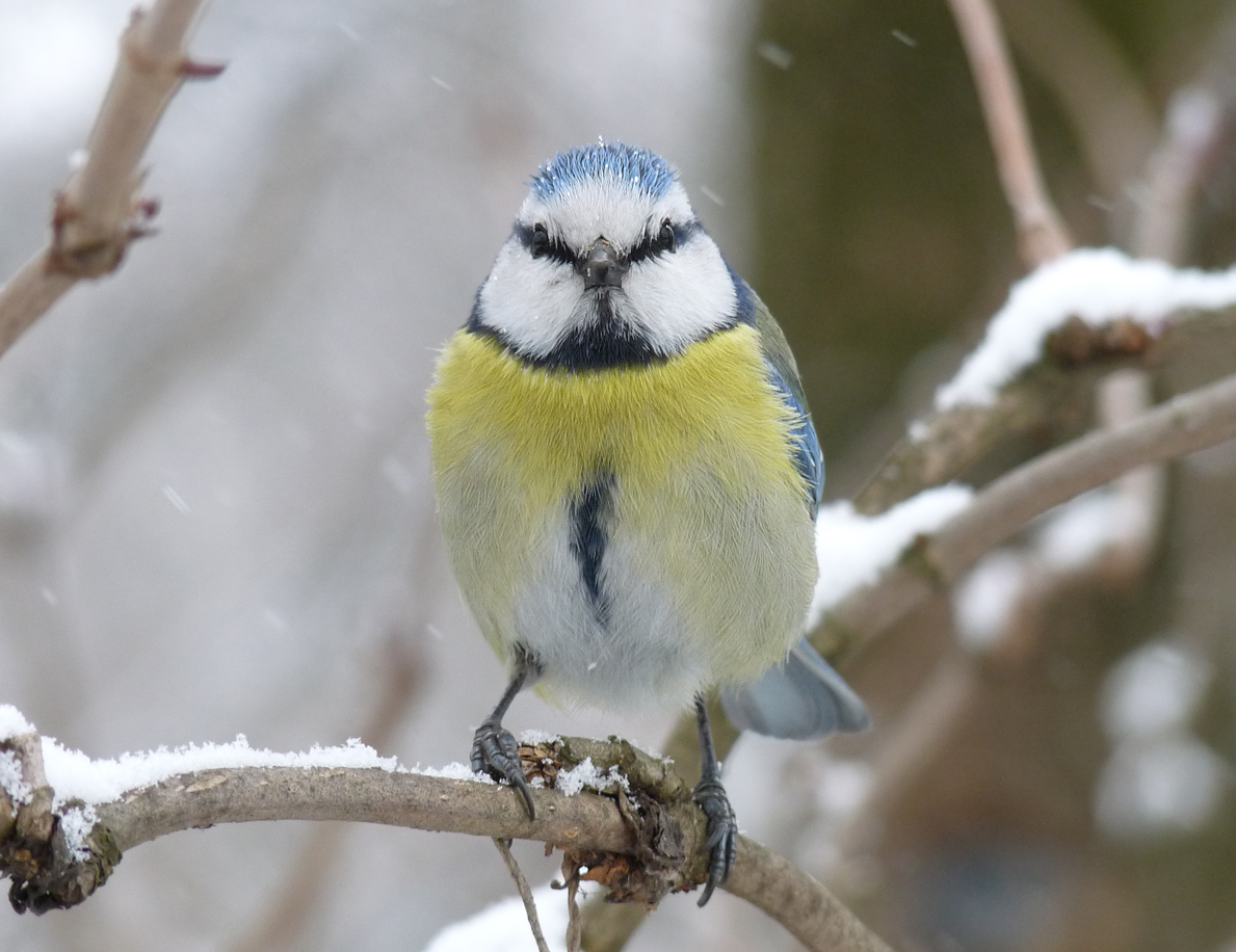 photo "***" tags: macro and close-up, wild animals