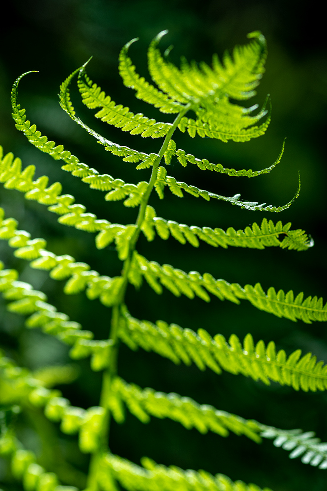 photo "***" tags: macro and close-up, forest, summer, Исинский тракт, Нижний Тагил, Свердловская область, макро