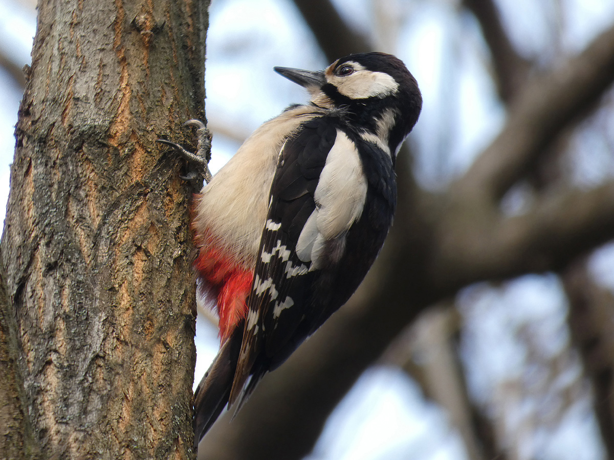 photo "***" tags: portrait, macro and close-up, wild animals