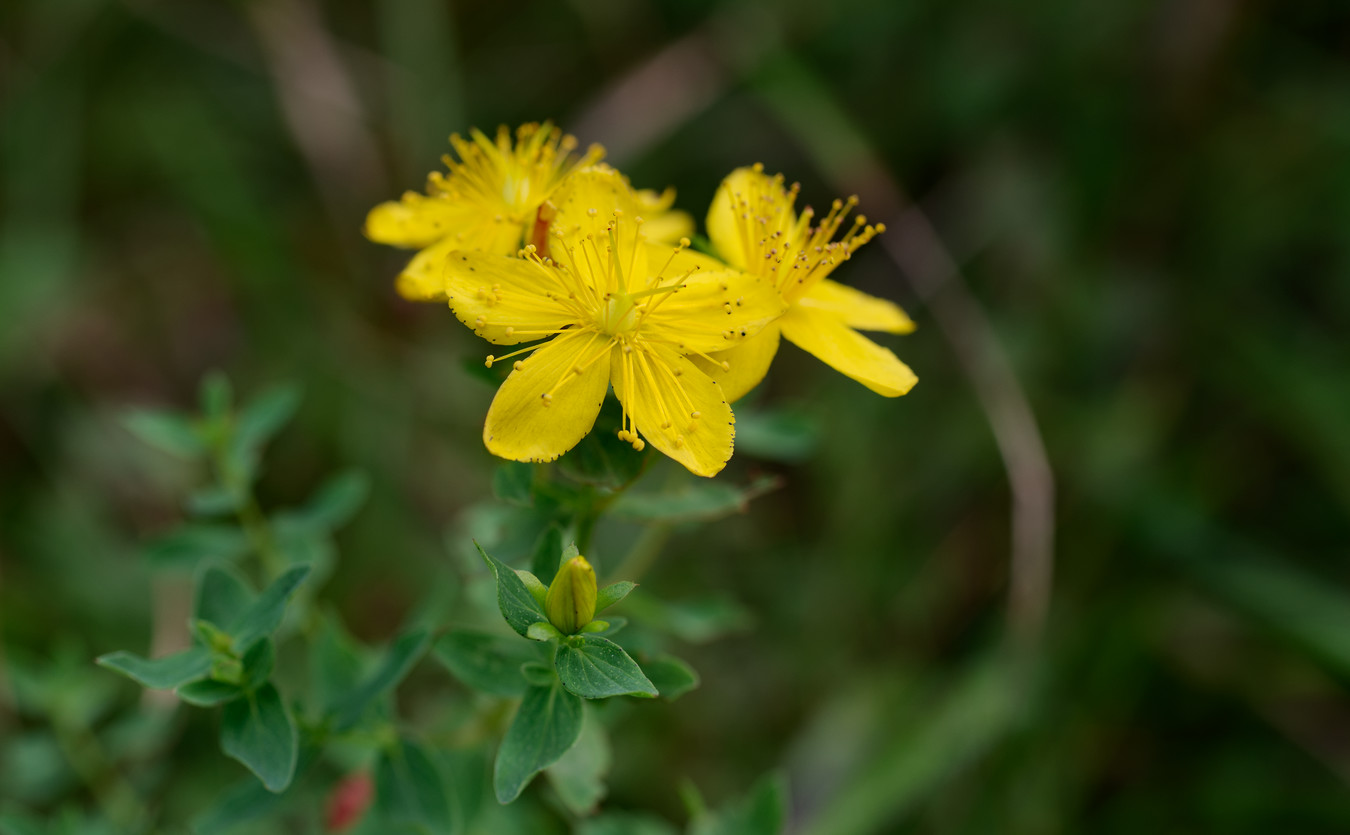 photo "***" tags: macro and close-up, 