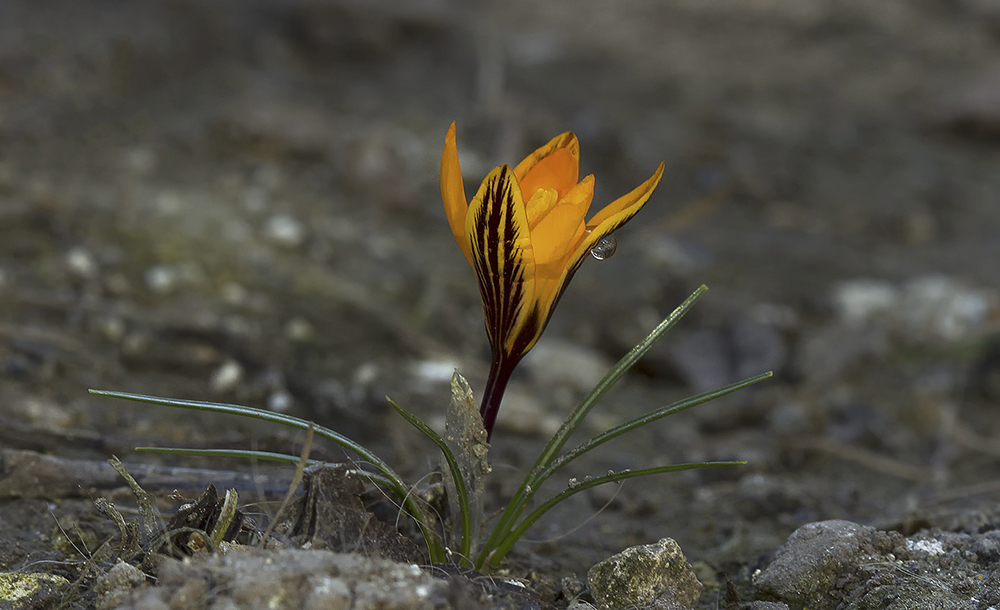 photo "***" tags: macro and close-up, drop, шафран