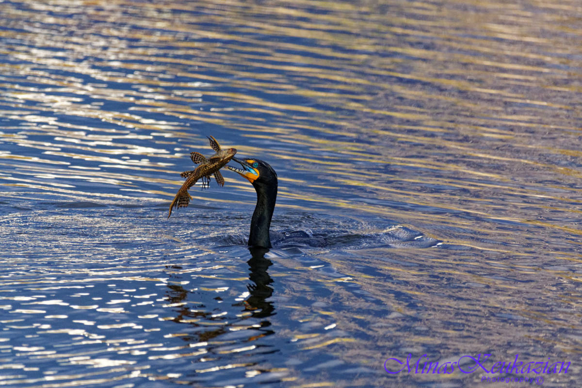 photo "Catch of the day" tags: travel, misc., wild animals bird