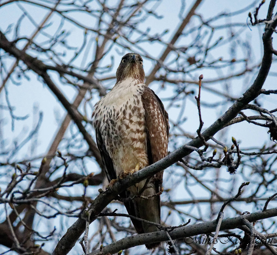 фото "Red-tailed hawk" метки: природа, разное, wild animals bird