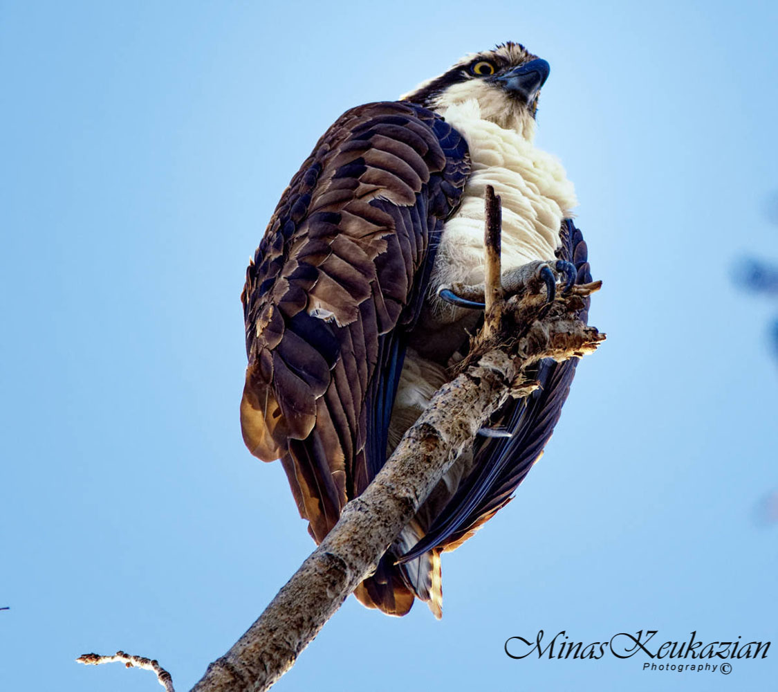 photo "Osprey" tags: nature, misc., wild animals bird fish lake