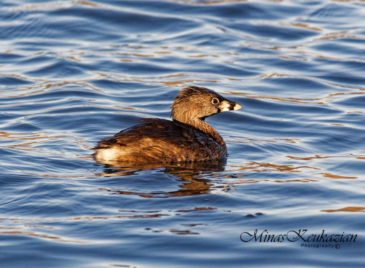 фото "Pied billed grebe" метки: природа, разное, wild animals bird fish lake