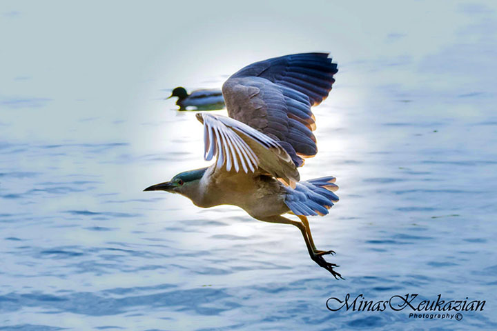 photo "Black-crowned night heron" tags: nature, misc., wild animals bird fish lake