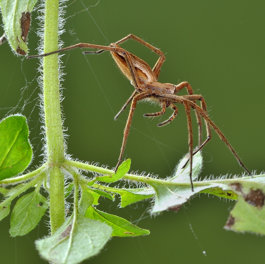 photo "***" tags: macro and close-up, 