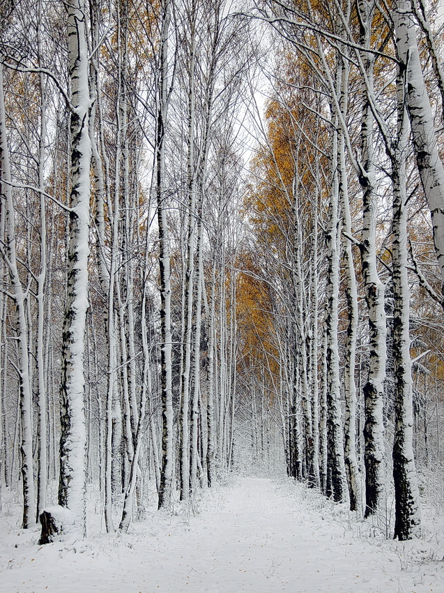 фото "Золото и серебро межсезонья" метки: пейзаж, природа, ветви, дорога, зима, лес, листья, осень, снег, утро, холод