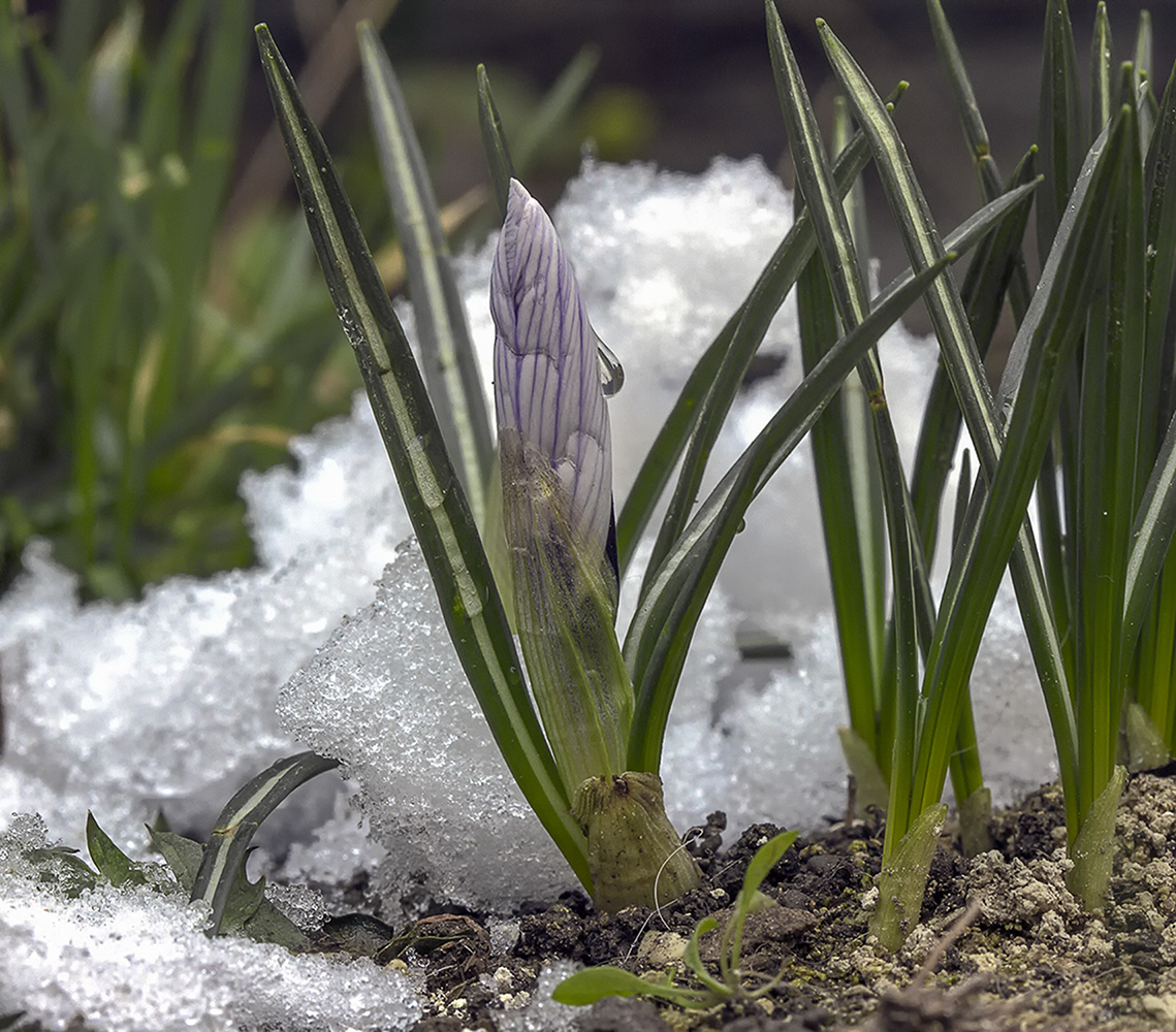 фото "Живу!" метки: макро и крупный план, весна, капля, крокус, снег