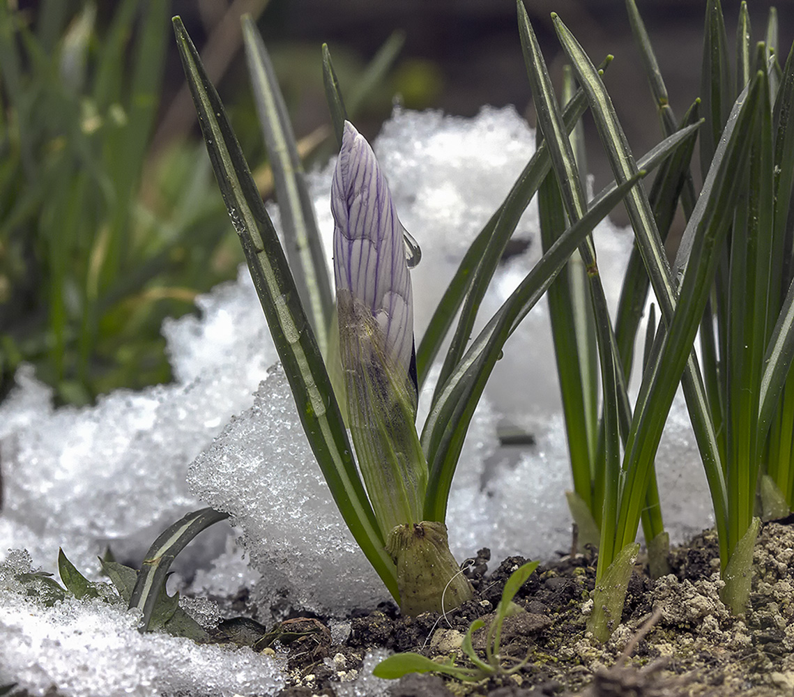 photo "***" tags: macro and close-up, drop, snow, spring, крокус