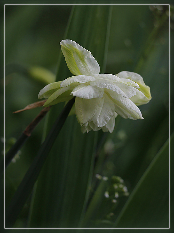 photo "***" tags: macro and close-up, nature, 