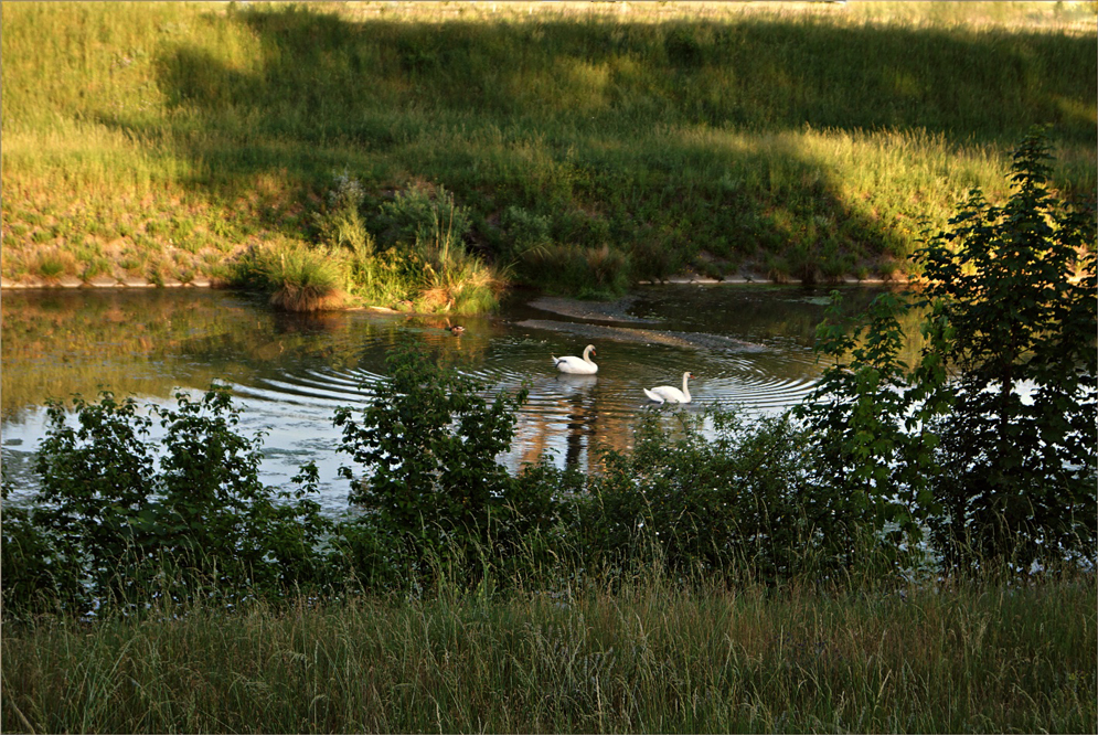 photo "***" tags: nature, 