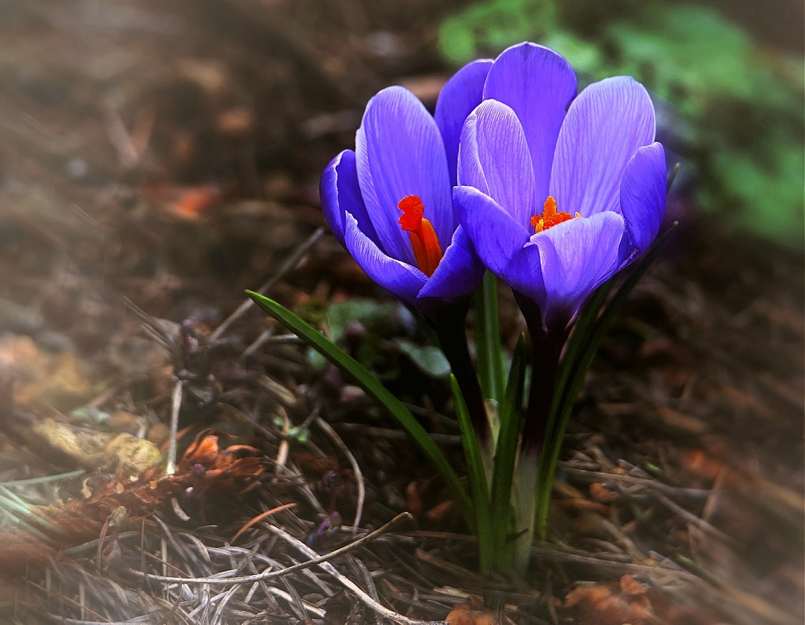 photo "***" tags: macro and close-up, nature, 