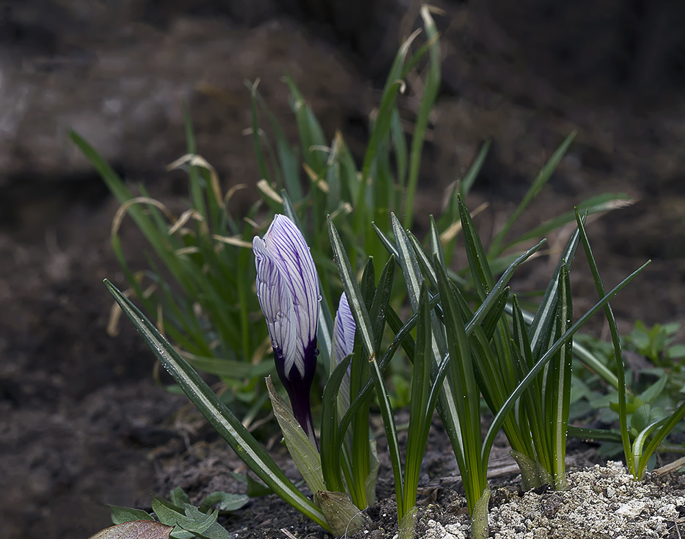 photo "***" tags: macro and close-up, spring, капли, крокус, март