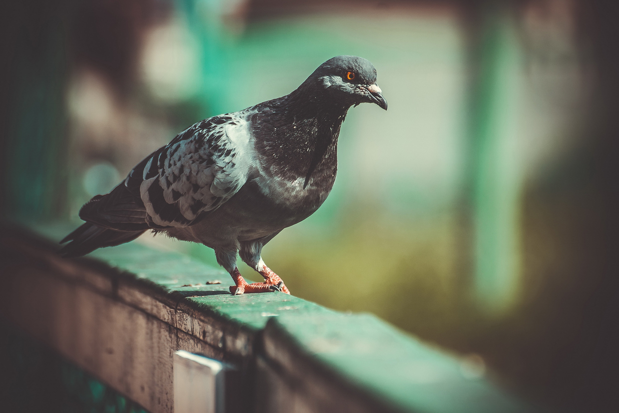 photo "голубь" tags: misc., street, nature, bird, wings, голуби, голубь, перья, птицы