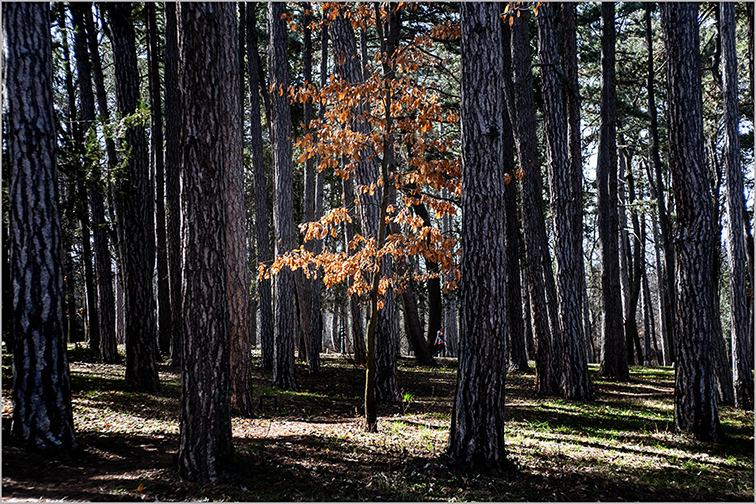 photo "***" tags: nature, landscape, 