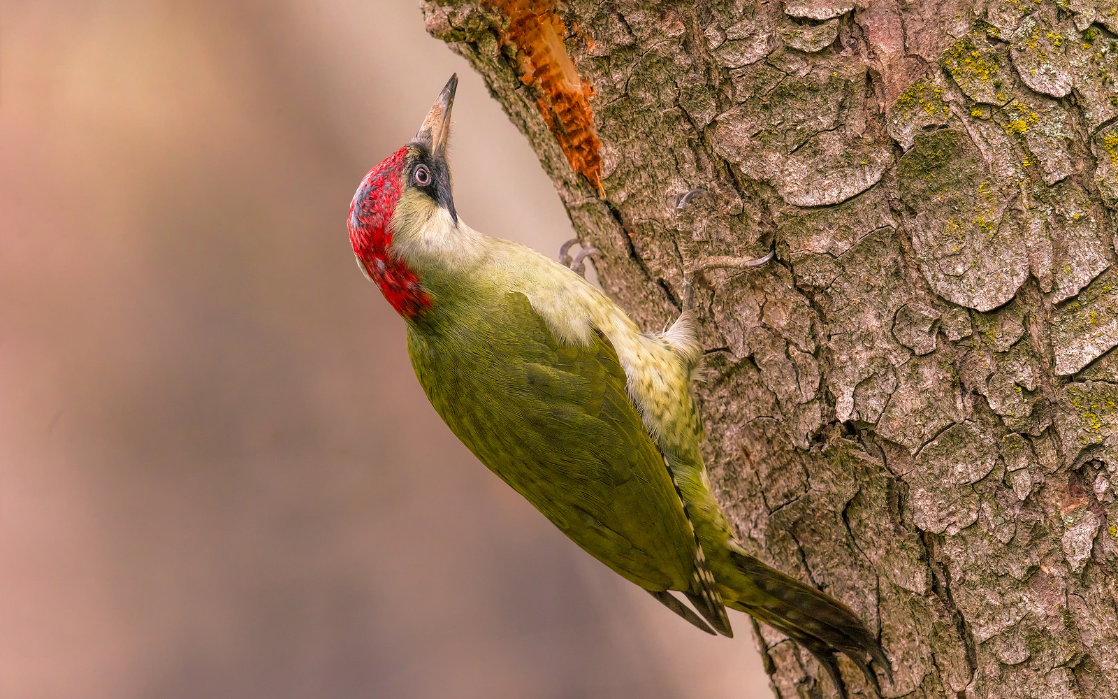 фото "Green woodpecker" метки: природа, 