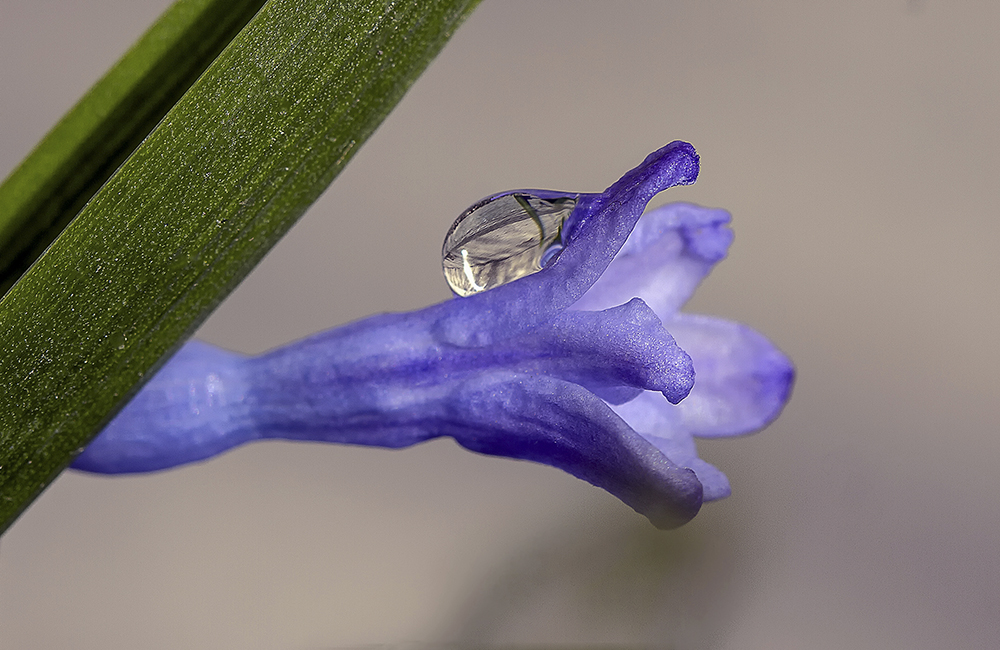 photo "***" tags: macro and close-up, drop, spring, цветок