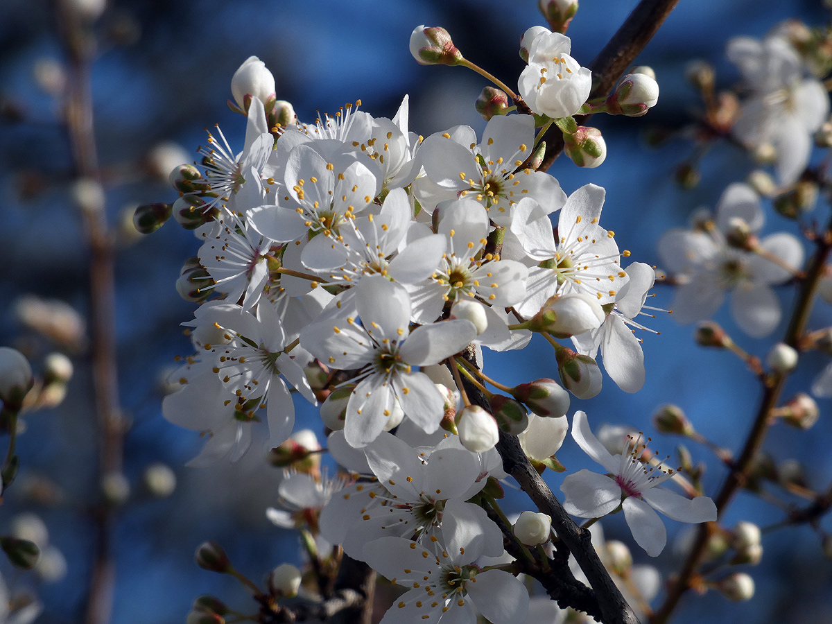 photo "***" tags: nature, flowers