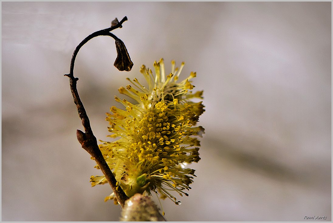 photo "***" tags: nature, macro and close-up, 