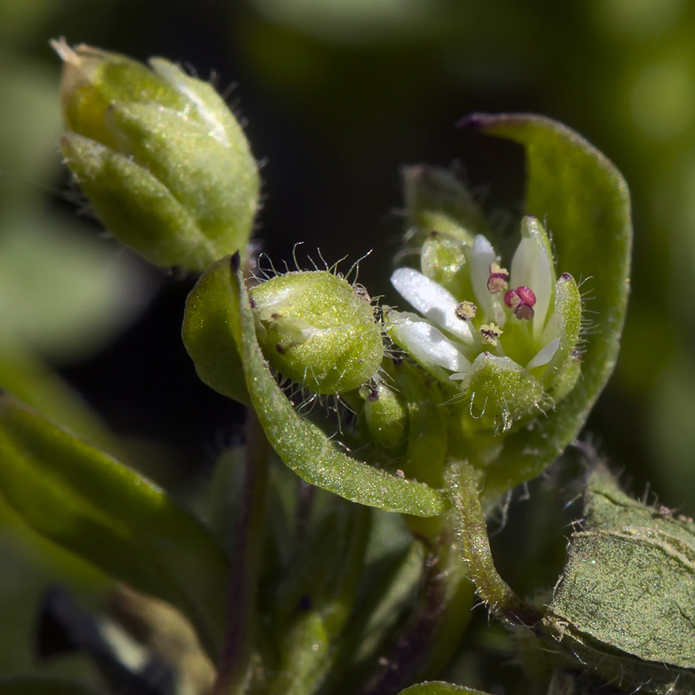 photo "***" tags: macro and close-up, 