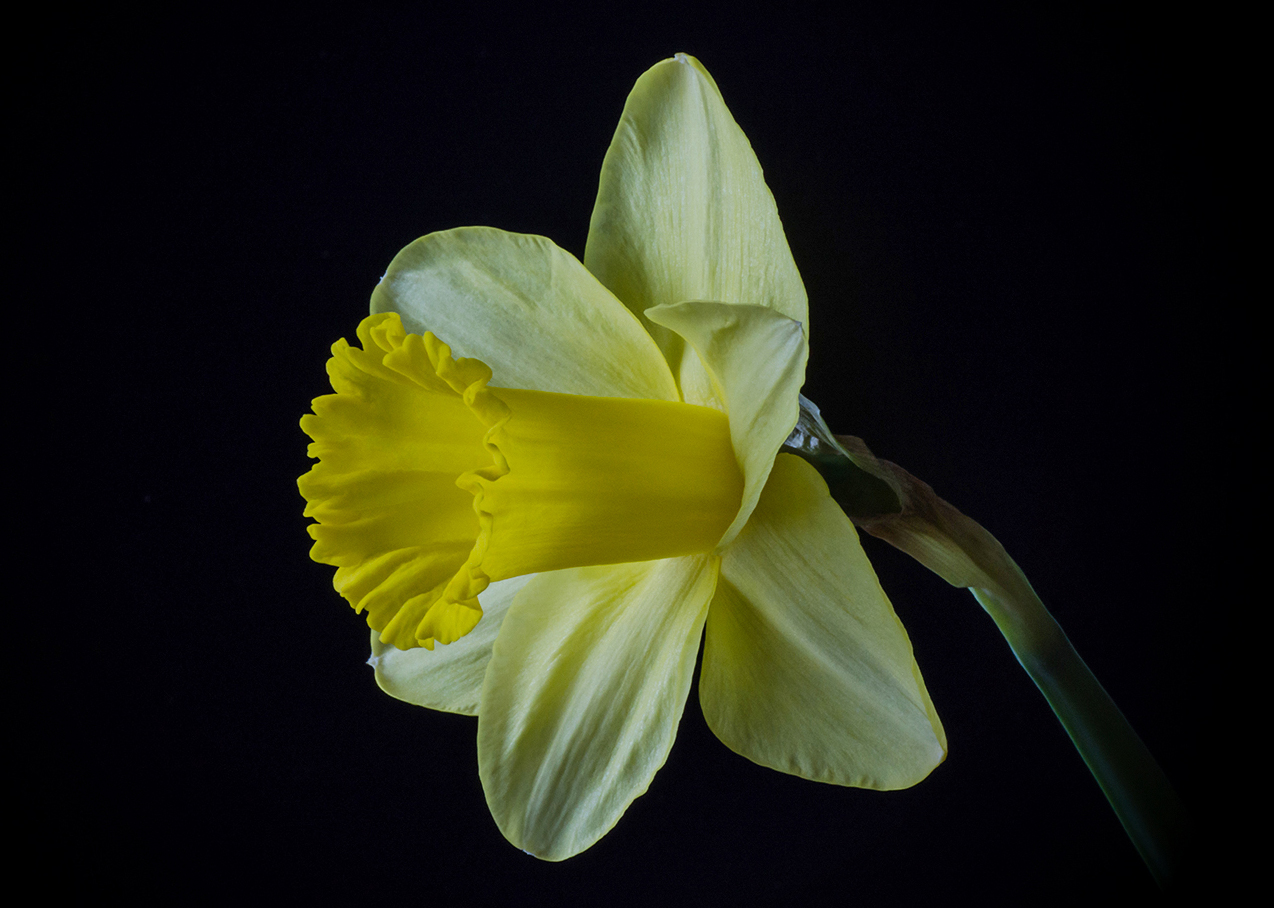 photo "* * *" tags: macro and close-up, nature, flowers, нарцисс